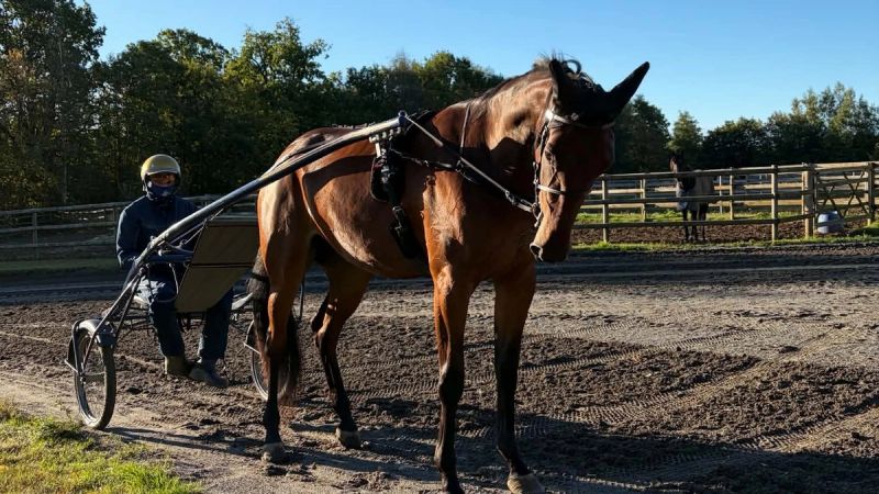 Den 2-årige hoppa Nixie foran sulky på treningsbanen på Ulleberg