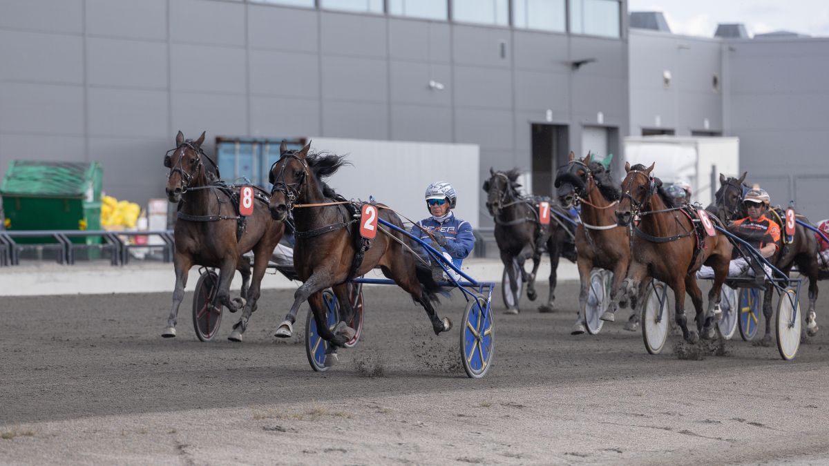 Look Like Gaagaa klar for Dansk Travkriterium