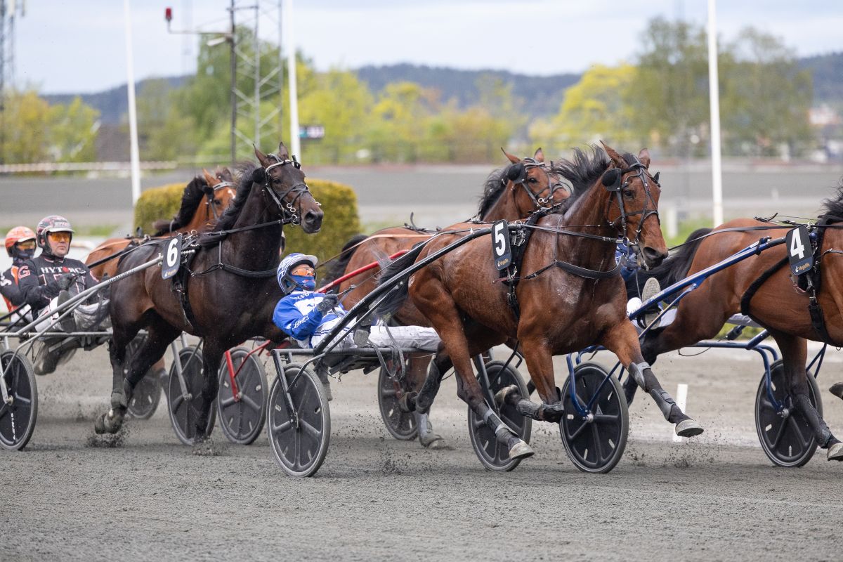 Bunny dundret rundt Bjerke