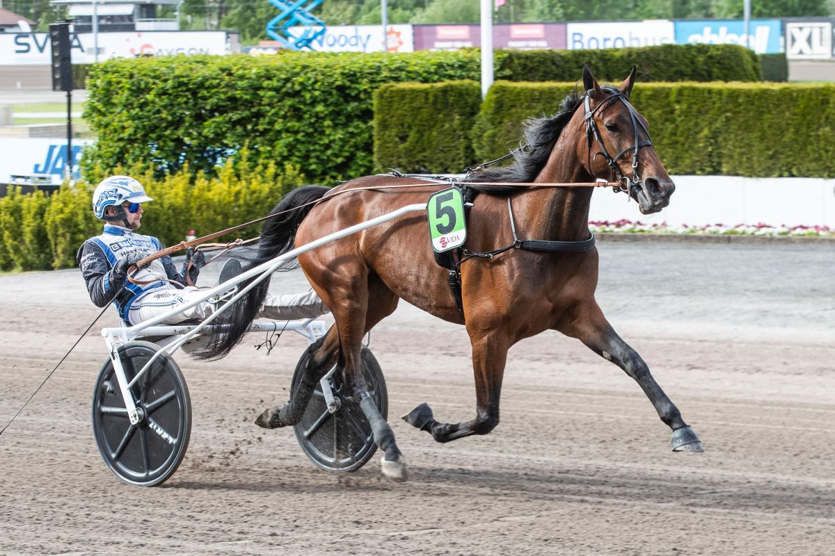 Dixiechick Hanover
