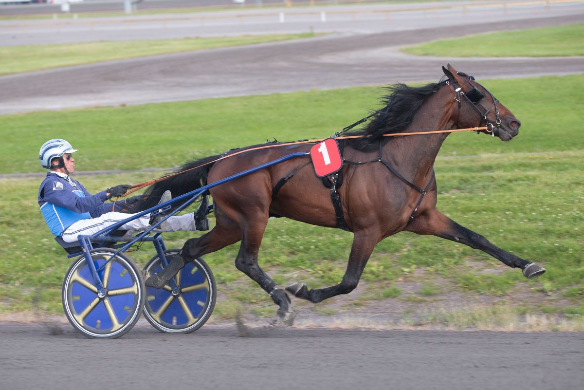 Royal Muscle