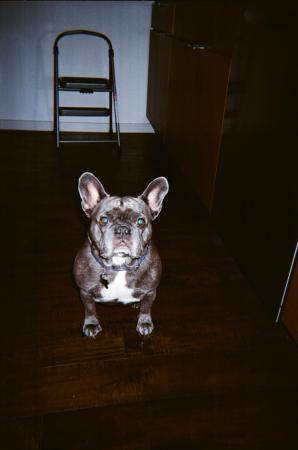Dog sitting on the floor