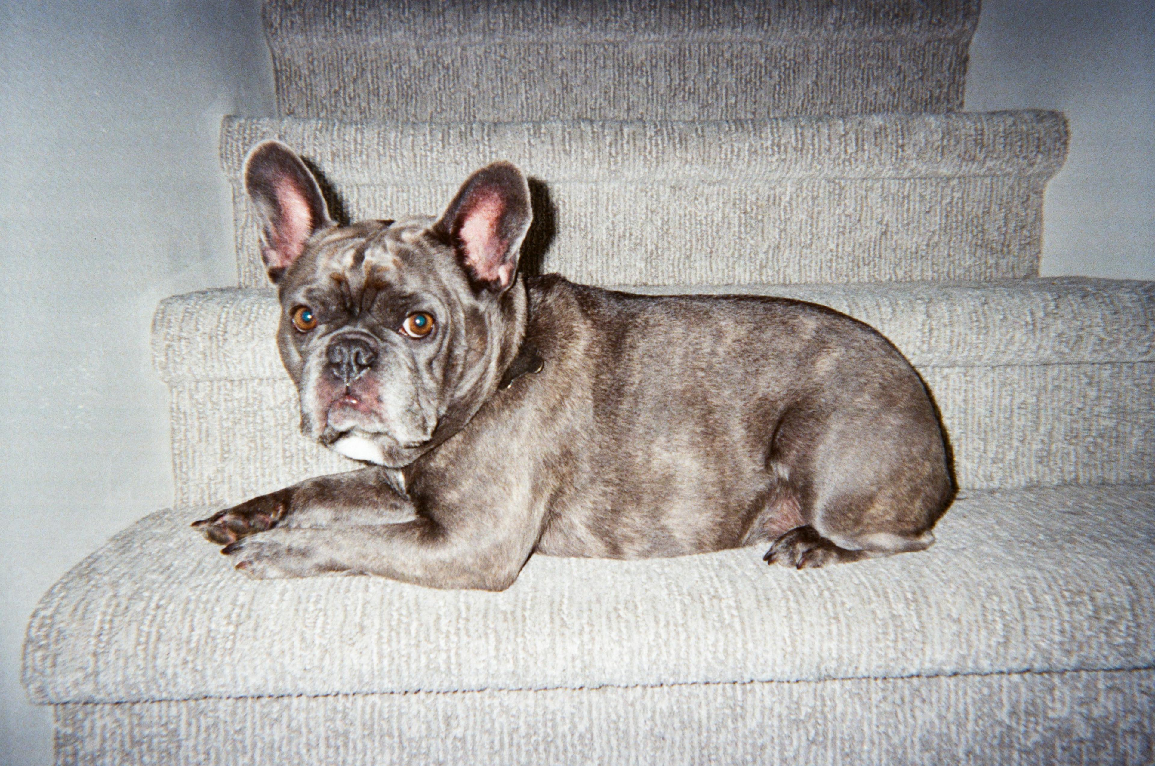 Person rubs the belly of a playful French bulldog lying on its back on a white couch.