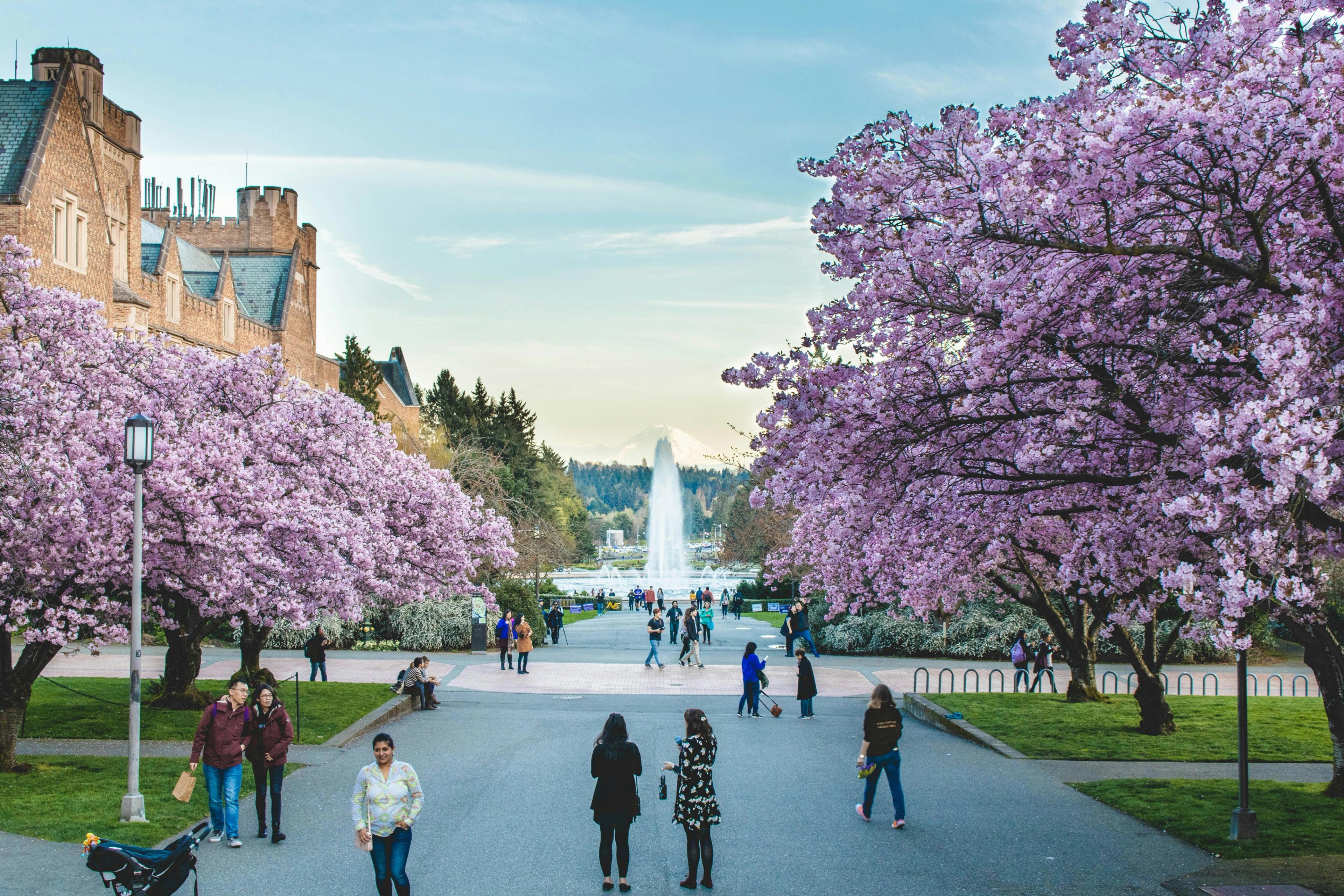 Cherry trees in bloom on the University of Washington campus in Seattle