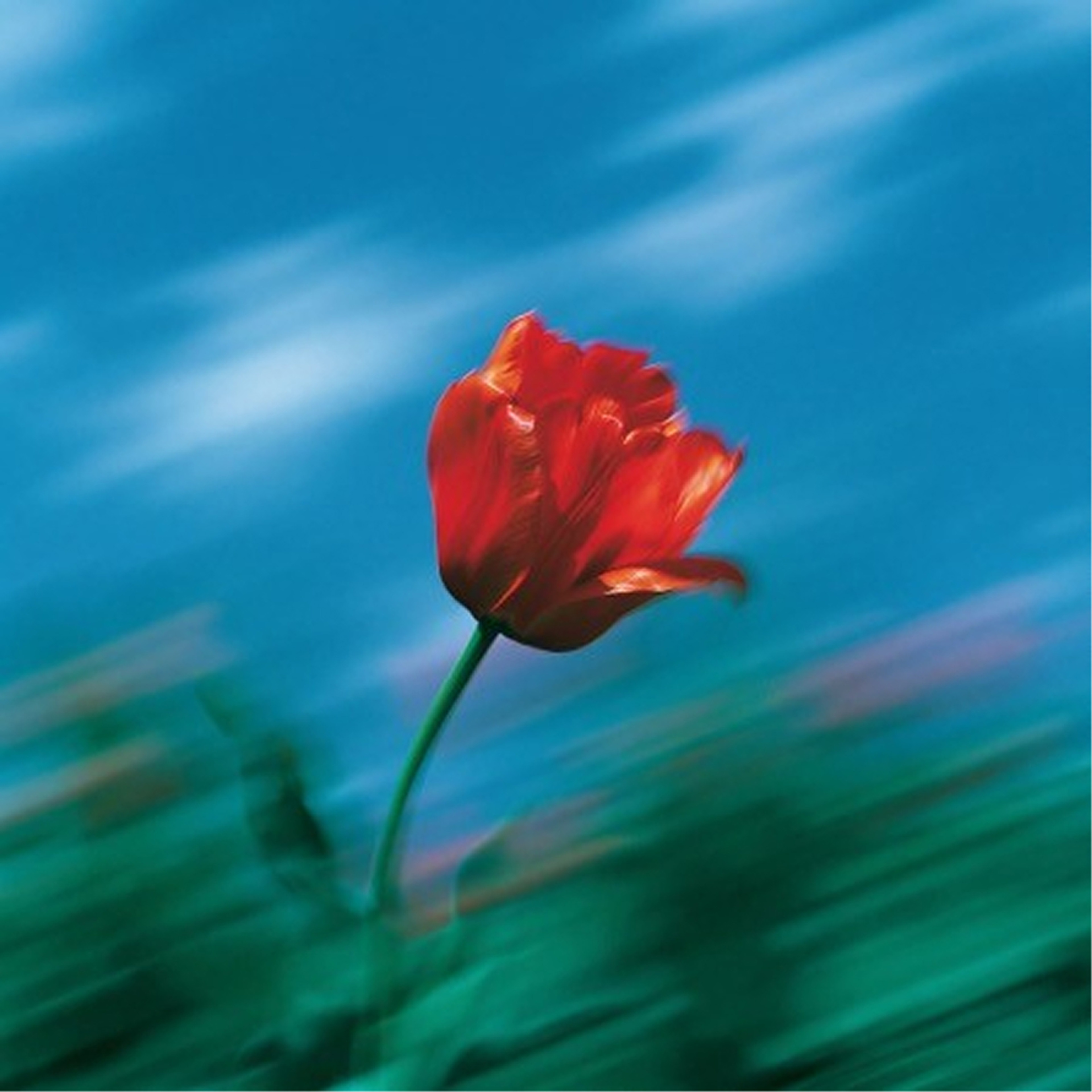 A red tulip against a blue sky, blurred by motion