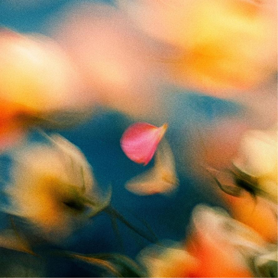 Blurred pink and yellow blooms against deep blue