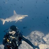 hammerhead shark behind a diver