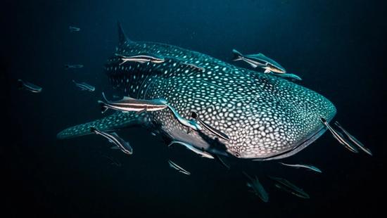 Time comes at you like a train/or a whale shark