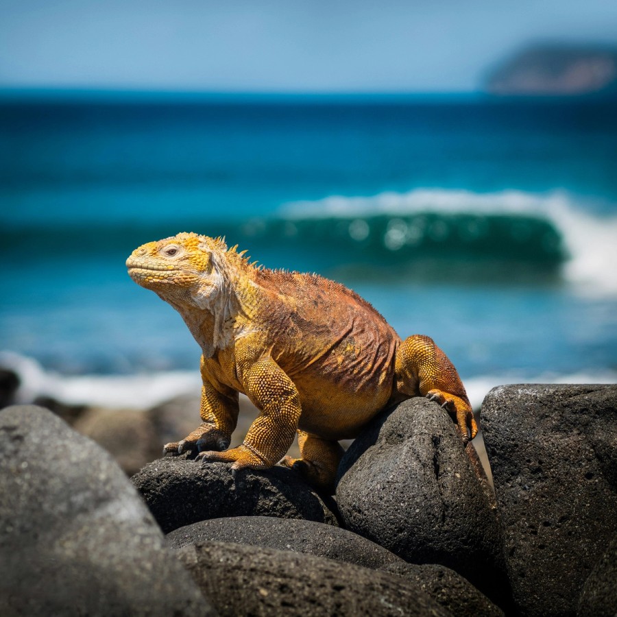 Yellow iguana in Galápagos