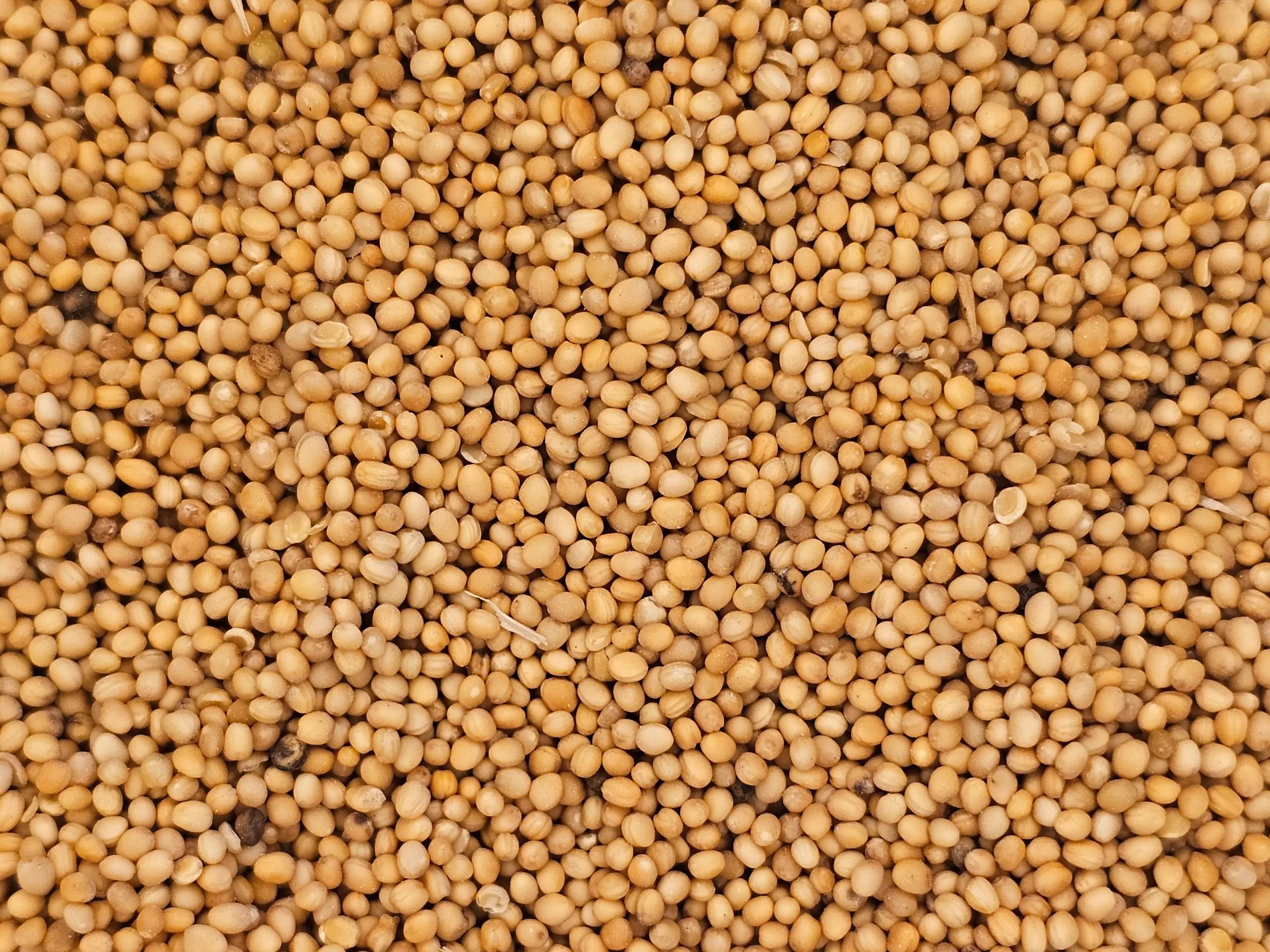 "Macro close‑up of oriental mustard seeds (Brassica juncea), filling the frame and showing their smooth, rounded shape and warm golden‑brown hue.