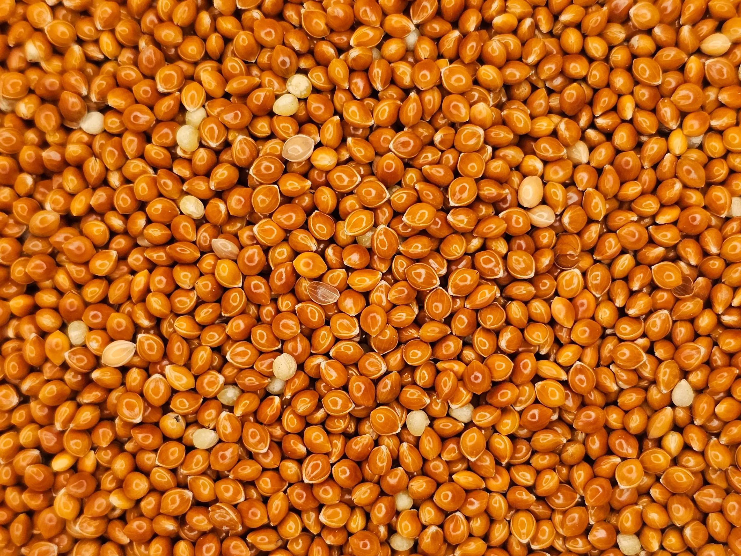 A close-up macro shot of whole-grain red millet seeds, showcasing their rich, deep reddish-brown color.