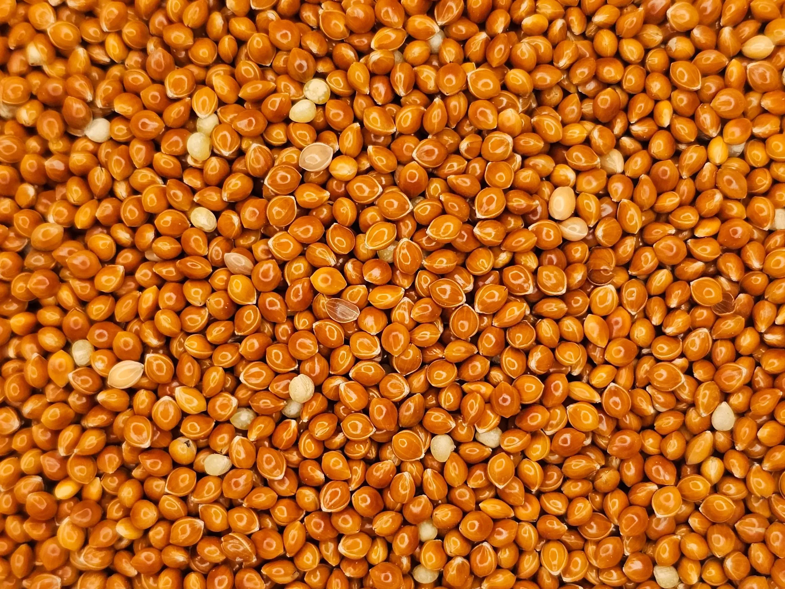 A close-up macro shot of whole-grain red millet seeds, showcasing their rich, deep reddish-brown color.