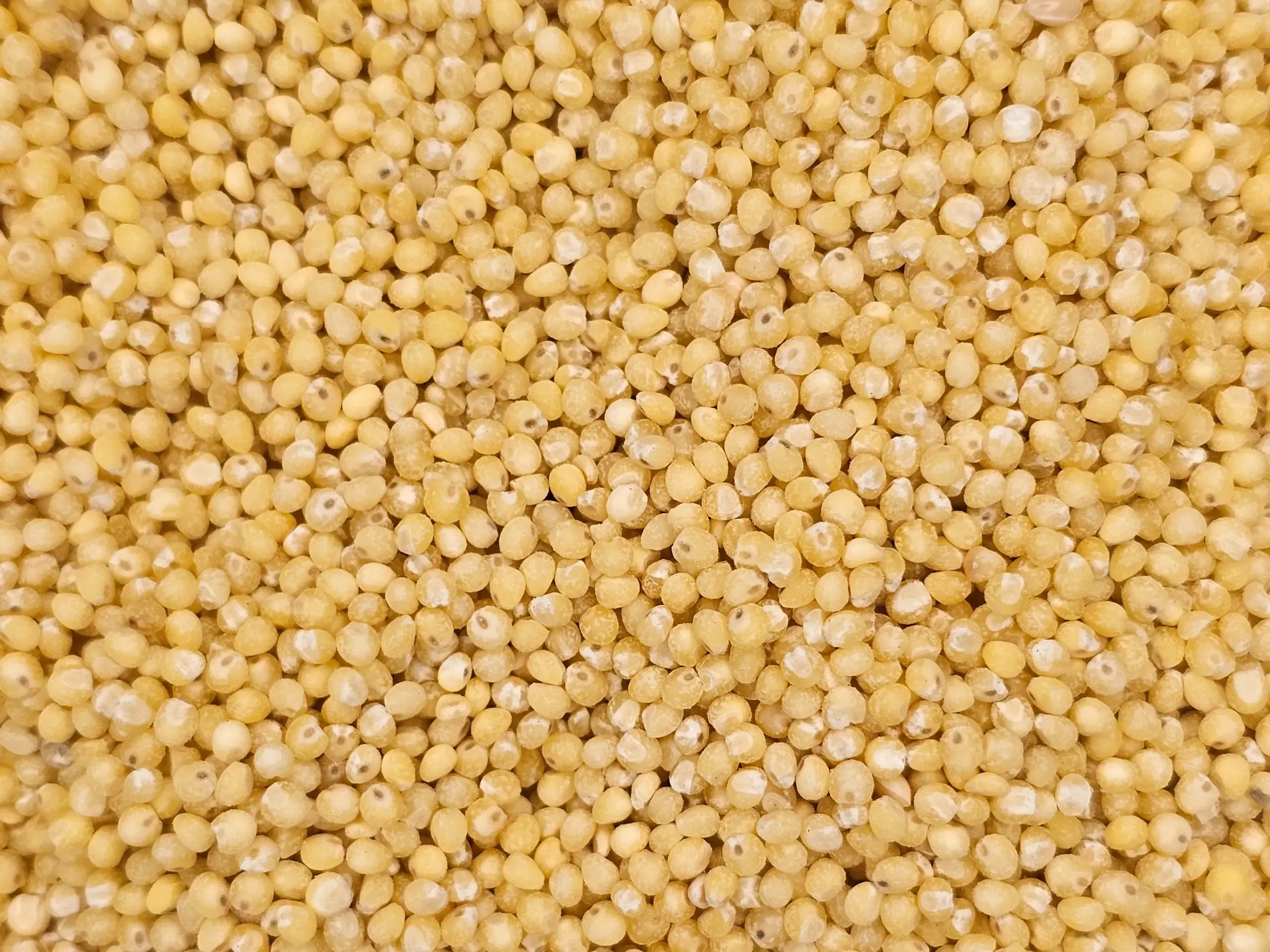 A close-up, top-down macro photograph of hulled millet seeds. The small, round, golden-hulled millet seeds fill the entire frame, showing their natural texture.