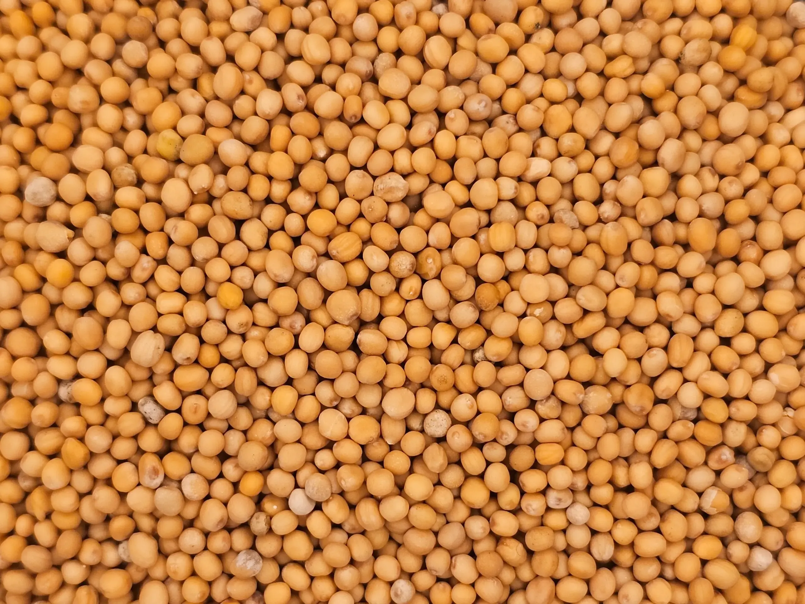 A close-up macro photograph of bright yellow mustard seeds (  Sinapis Alba). The small, round seeds fill the entire frame, showcasing their smooth texture and vibrant color.