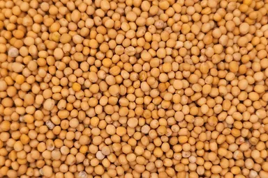 A close-up macro photograph of bright yellow mustard seeds ( Sinapis Alba). The small, round seeds fill the entire frame, showcasing their smooth texture and vibrant color.
