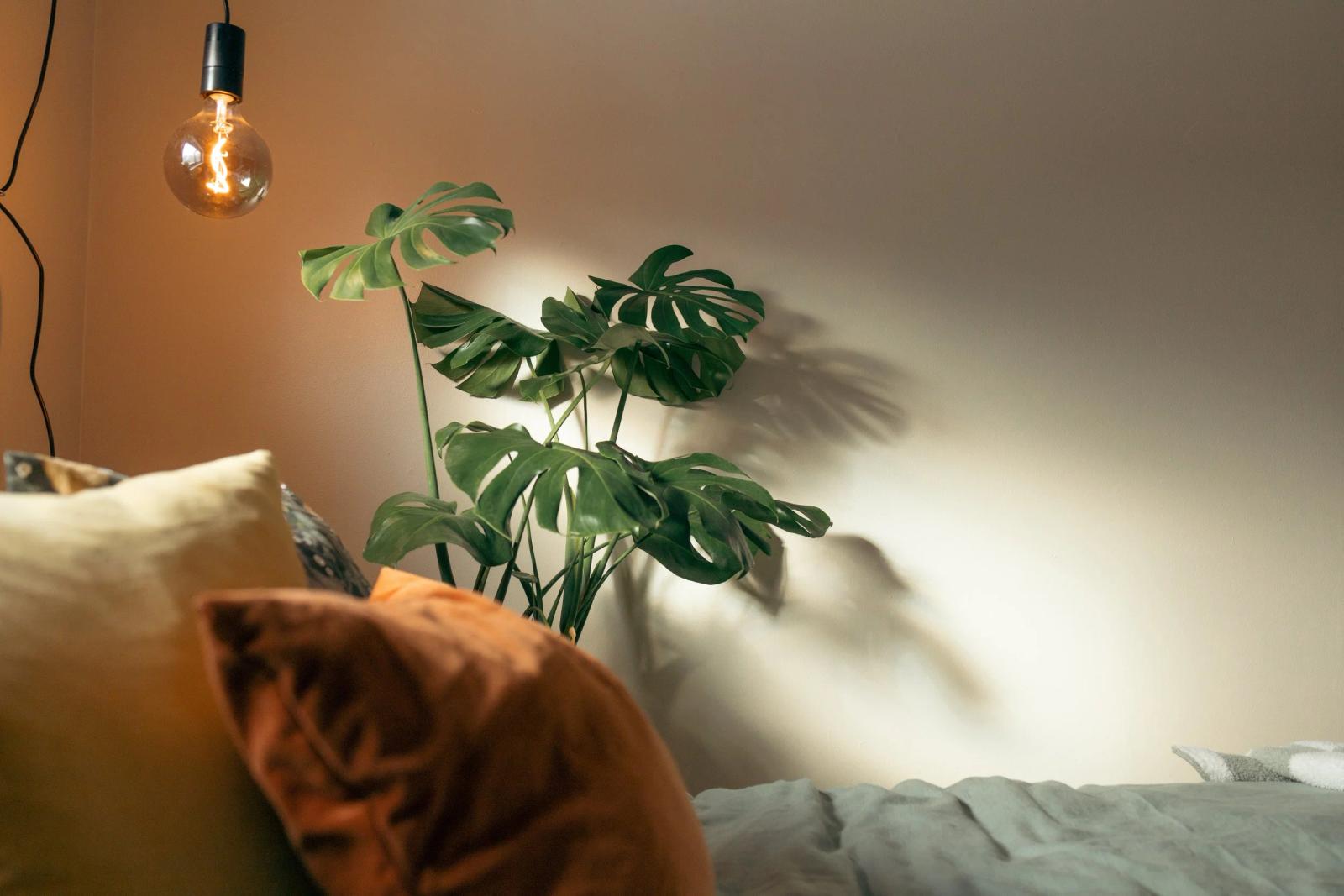 Plant problems: how to figure out what’s wrong with your indoor plant