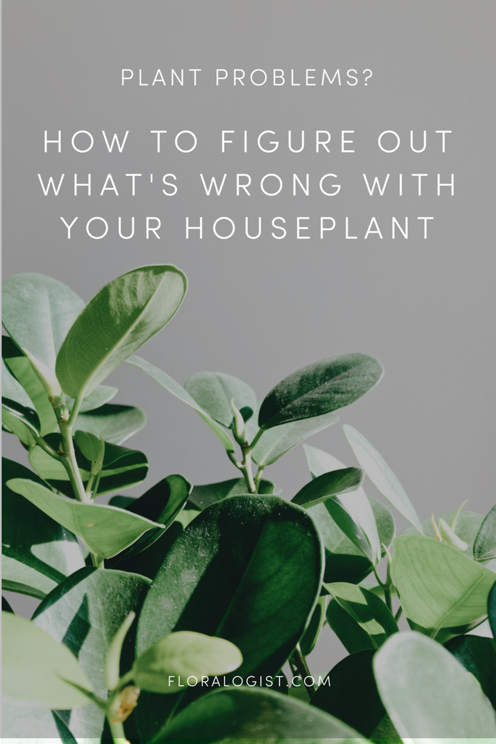 Plant problems: how to figure out what’s wrong with your indoor plant