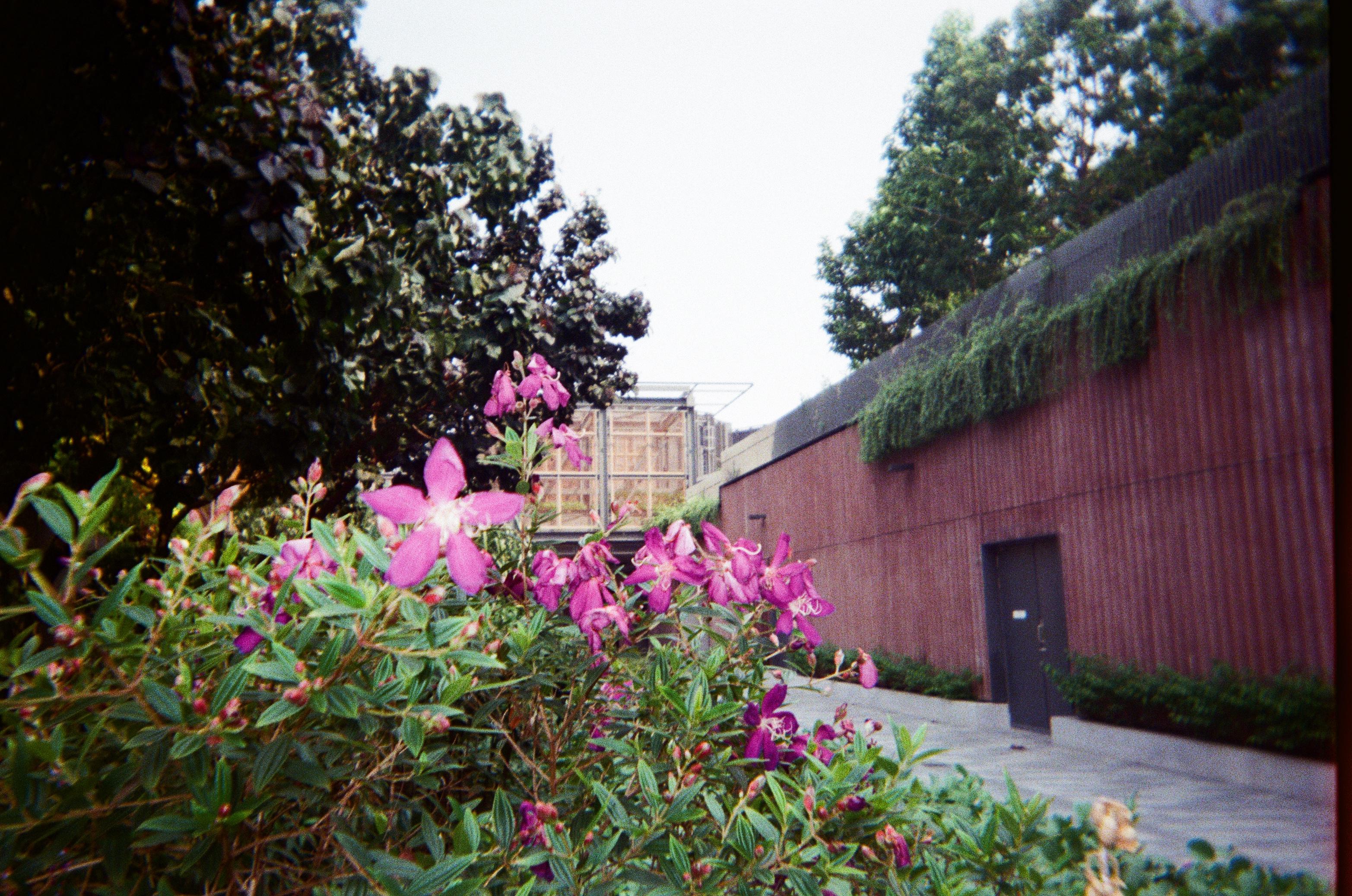Photograph on Kodak ColorPlus 200