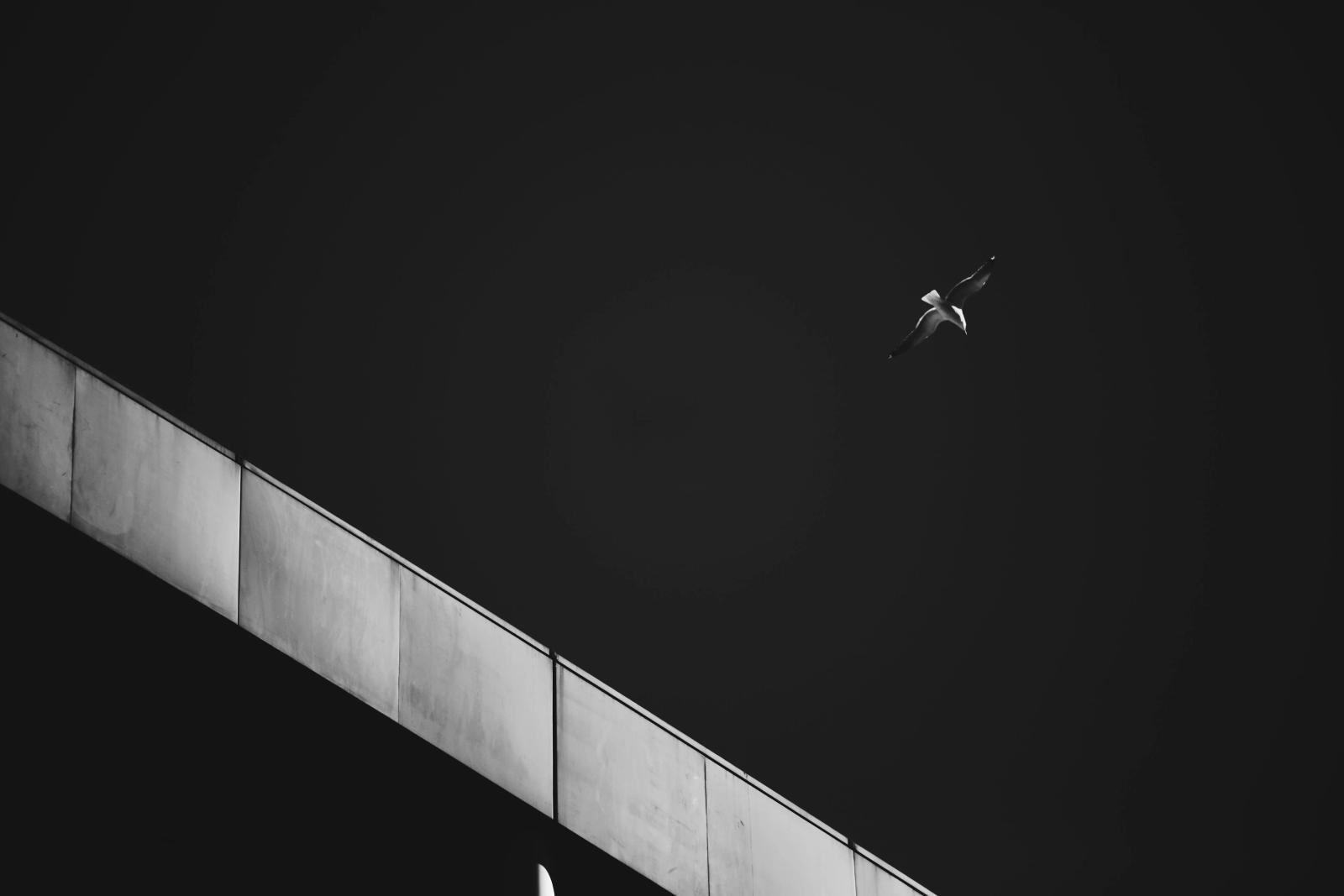 Black-and-white shot of a bird flying near the diagonal concrete edge of a building against a dark sky.