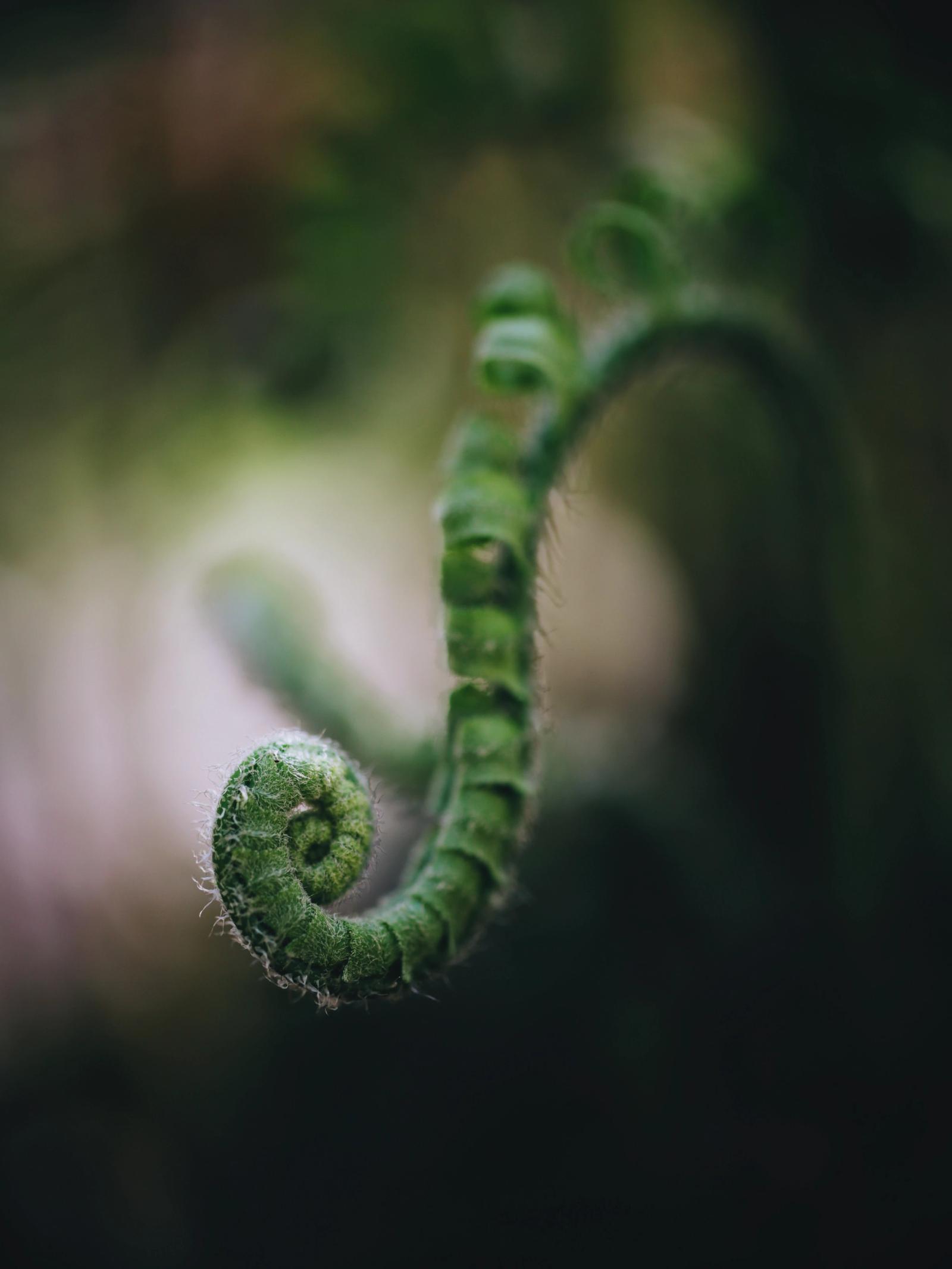 Macro close-up of a fuzzy green fern fiddlehead uncurling against a soft blurred background.
