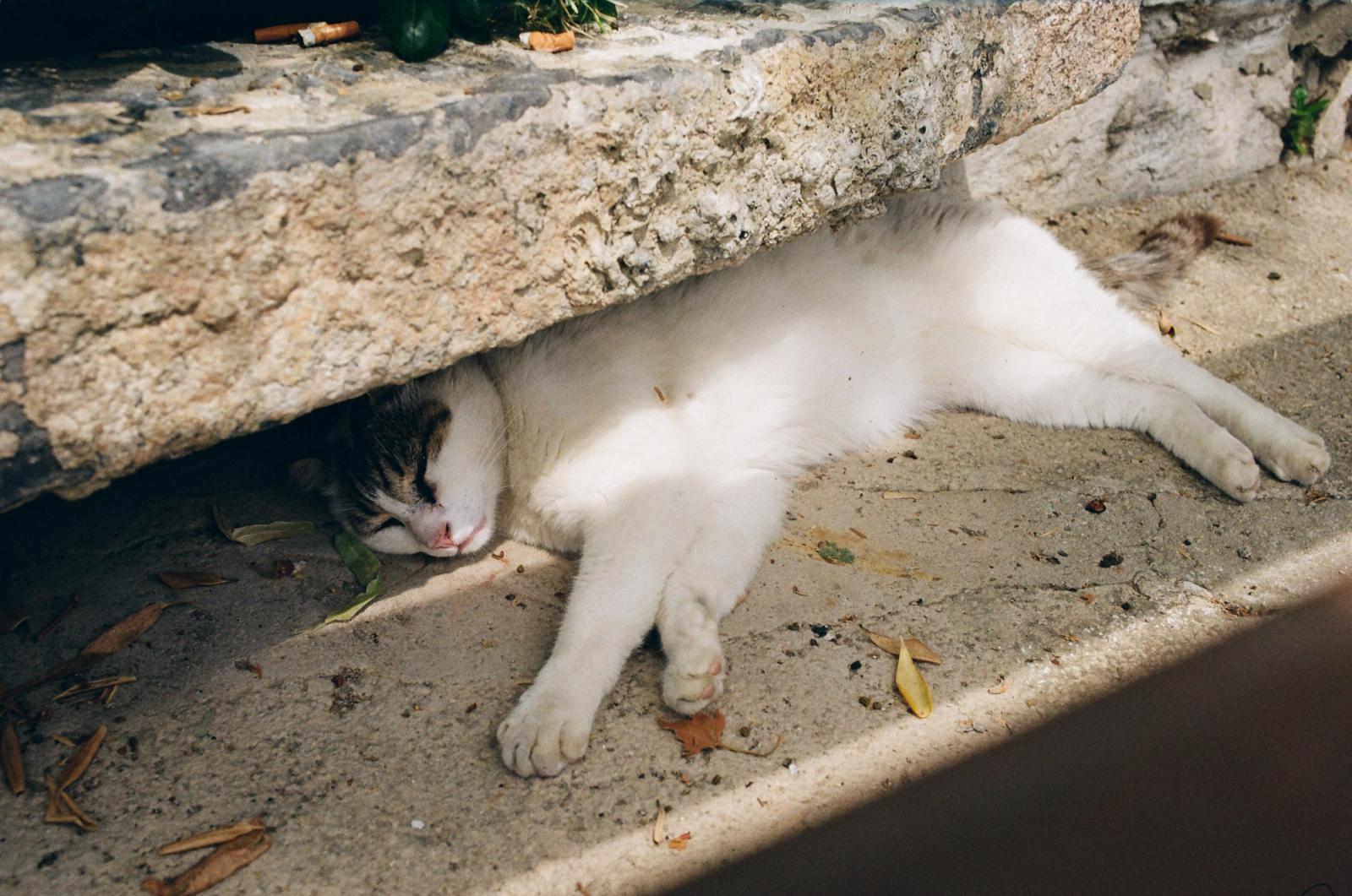 A white and tabby cat sleeps stretched out on a sunlit stone step, head tucked partly beneath a rough stone ledge.