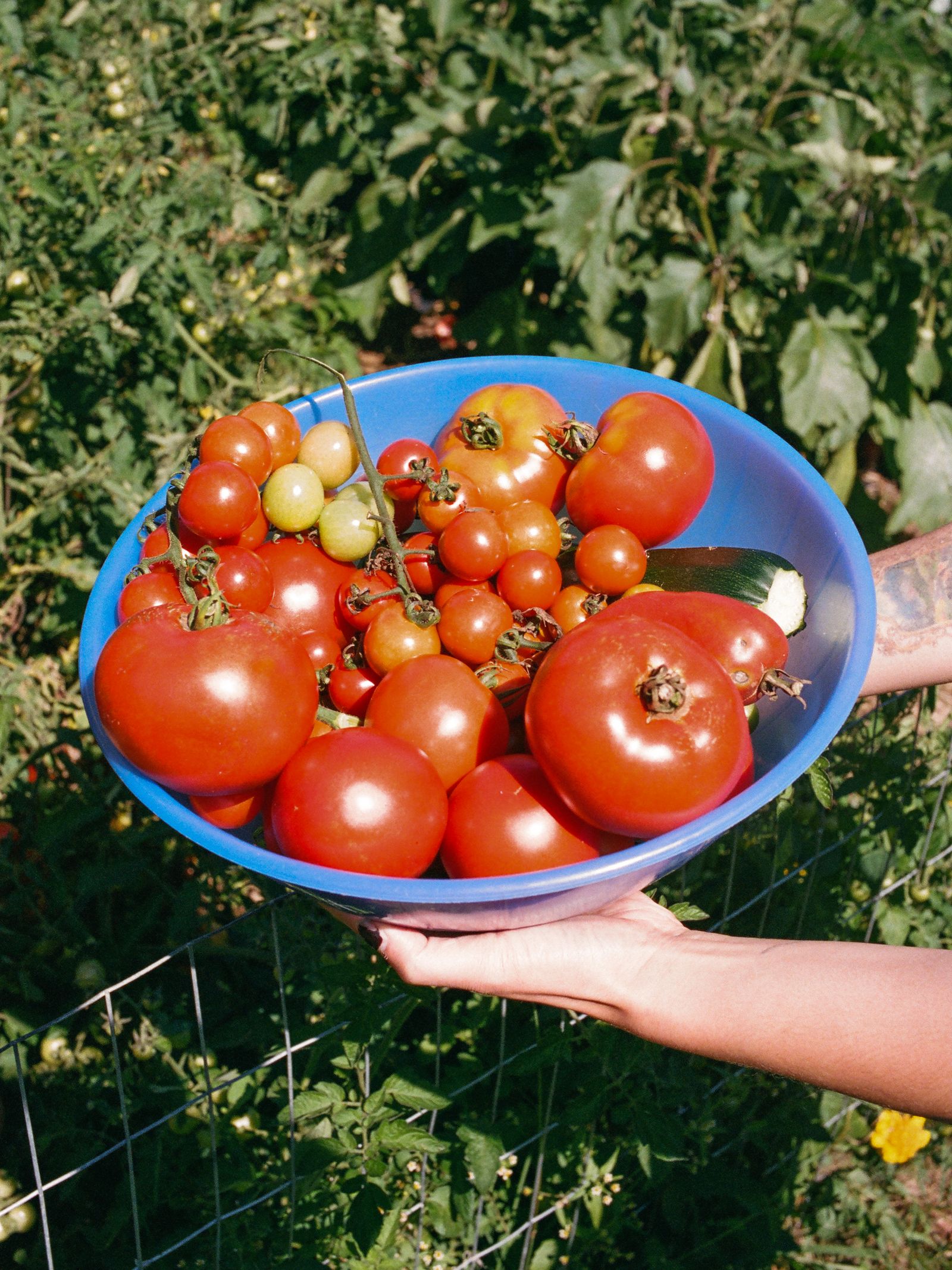 Two hands hold out a blue bowl heaped with ripe tomatoes and a courgette, framed against the sunlit vines of a garden bed.