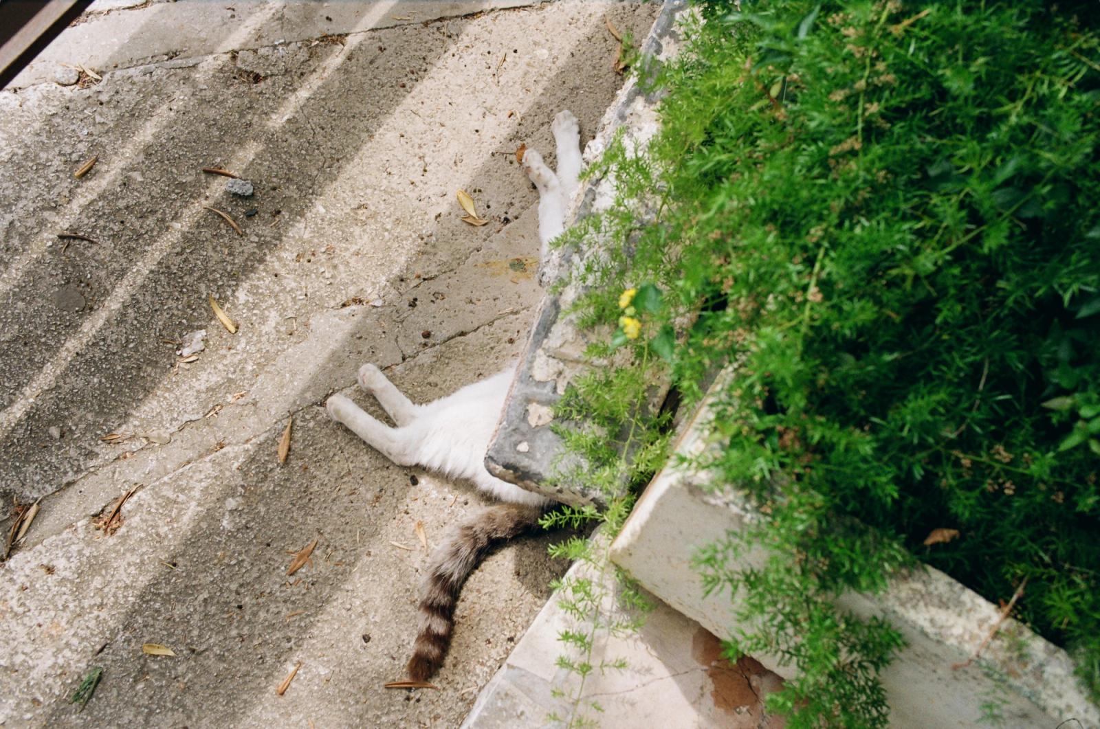 Overhead view of a cat's hind legs and striped tail draped over a stone step edge beside a leafy green plant.