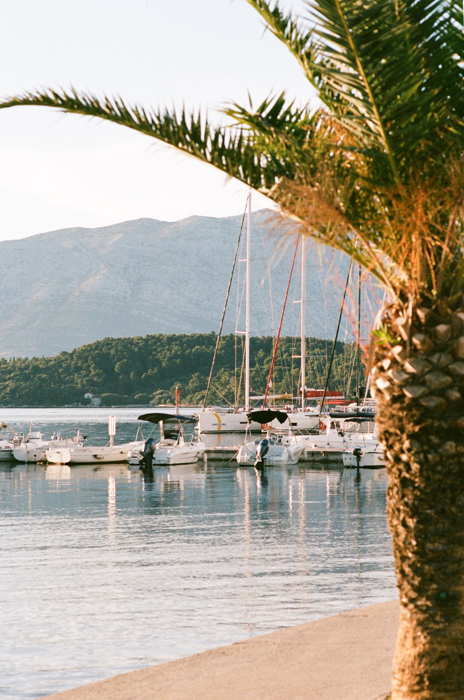 Sailboats and motorboats moored in a marina at golden hour, framed by a sunlit palm frond and distant hills.