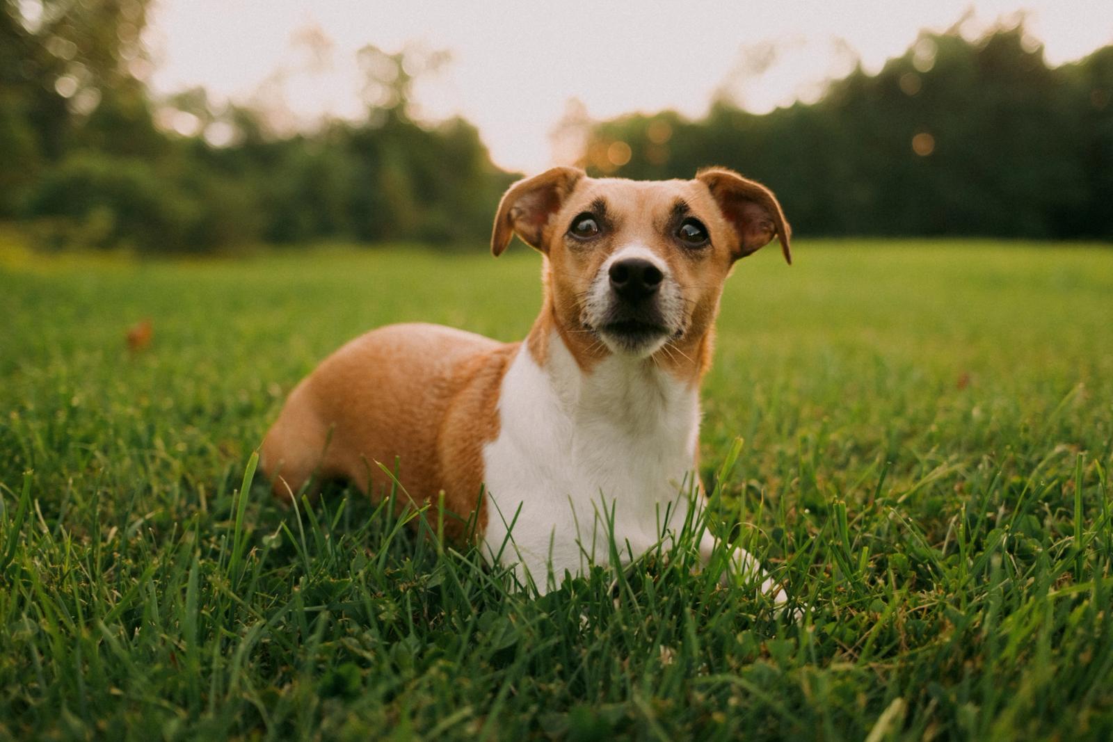 A tan-and-white terrier mix lies in tall grass at golden hour, ears cocked, looking straight into the lens with a treeline blurred behind.