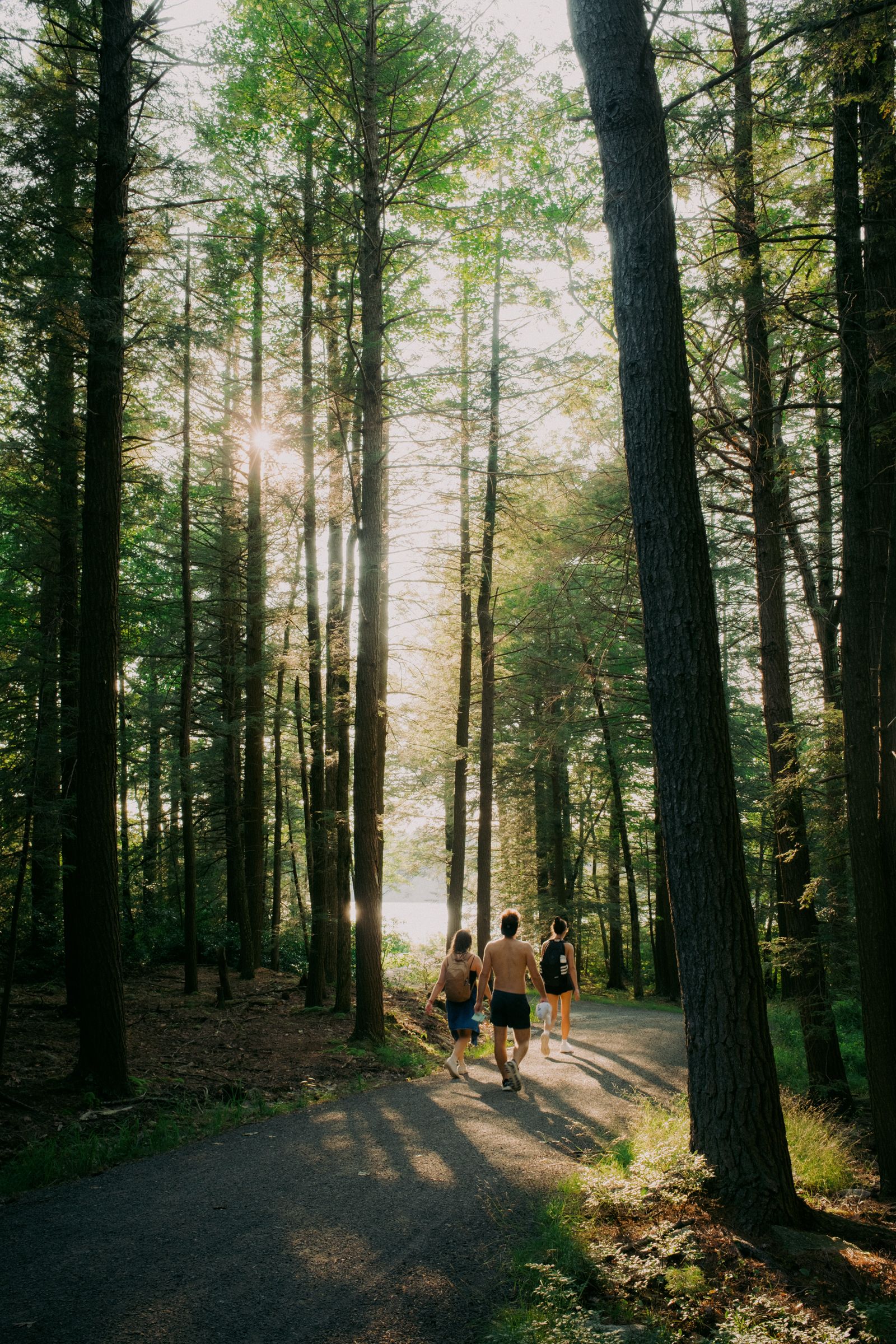 Three hikers walk away down a sunlit path through tall pines toward a glimpse of lake beyond the trees.