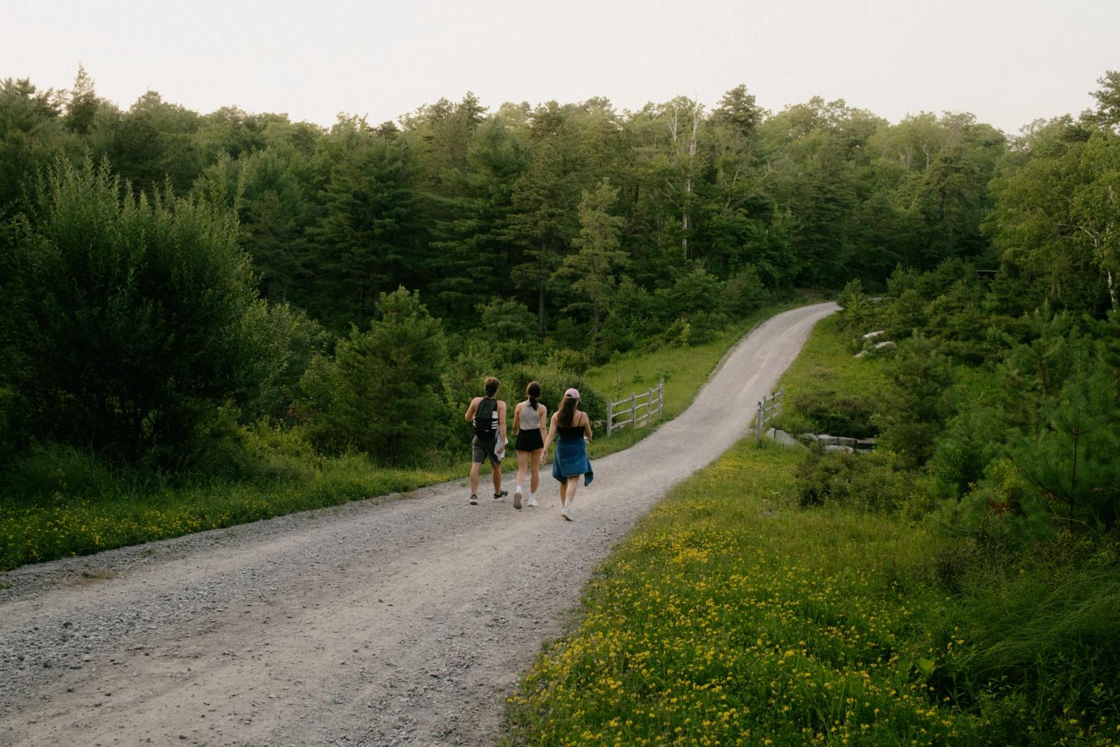 Three hikers walk together down a curving gravel road lined with wildflowers and dense green woods.