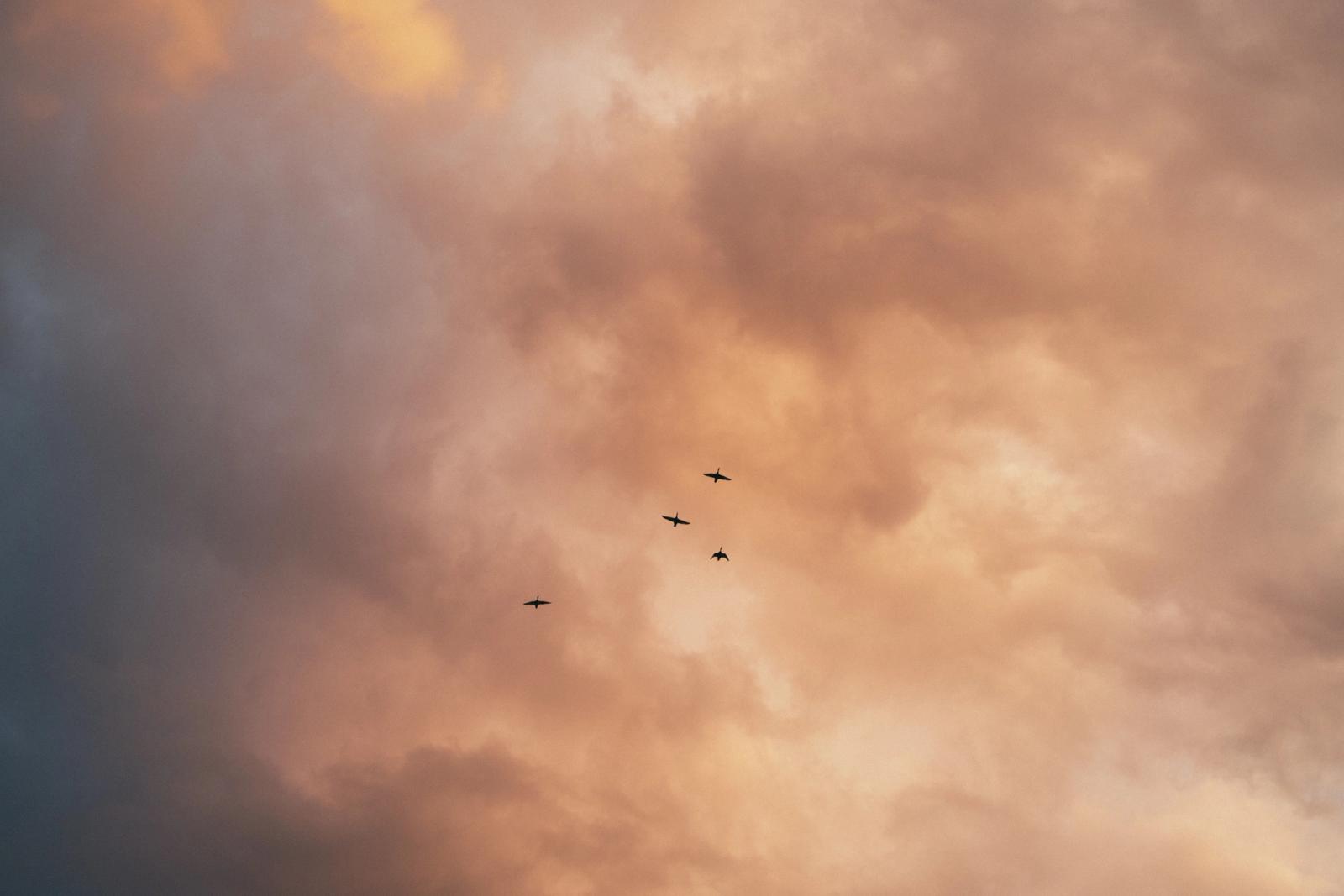 Four birds fly in loose formation against towering storm clouds lit peach and grey by low sun.