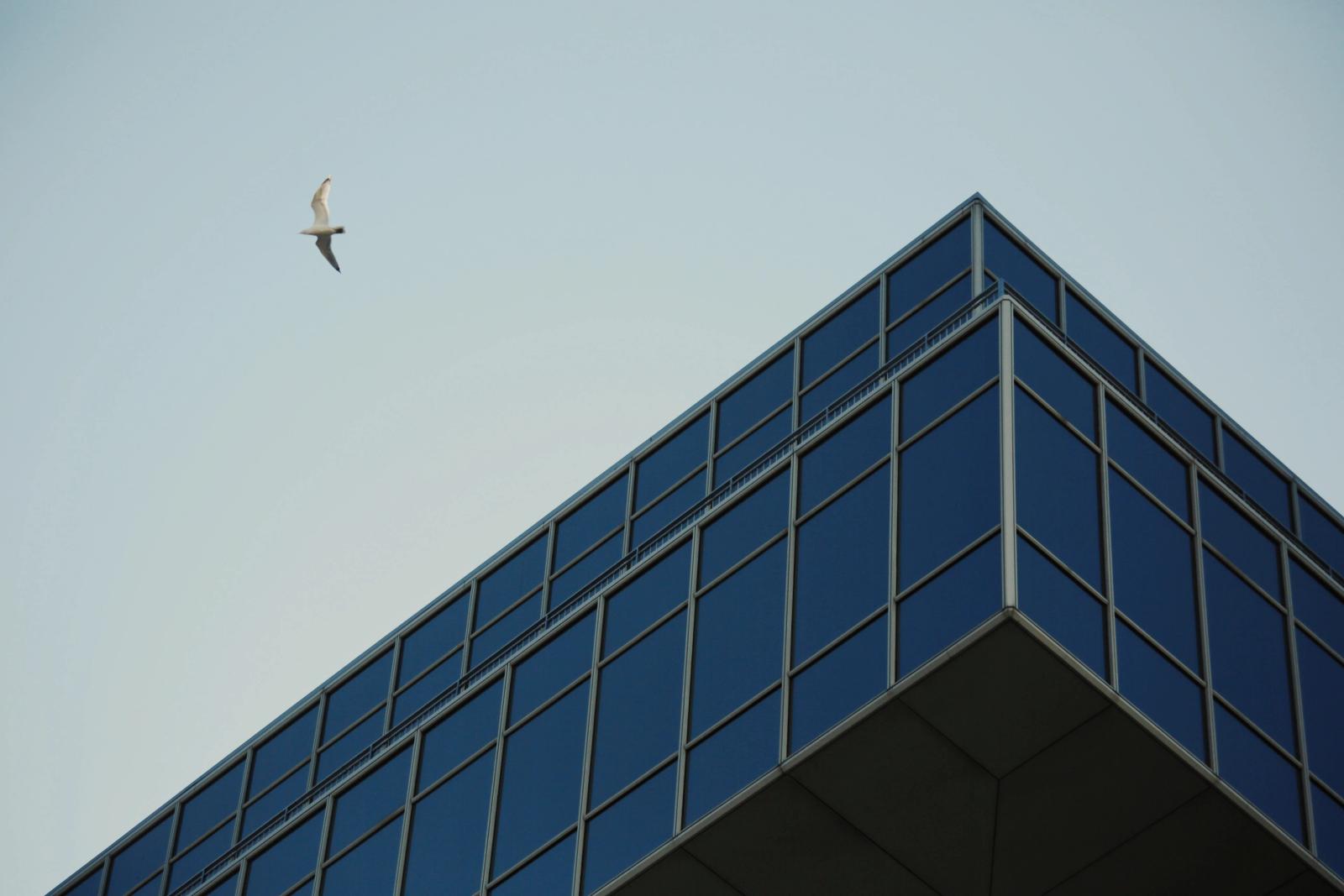 A seagull flies past the sharp glass corner of a blue-paneled building against a pale sky.