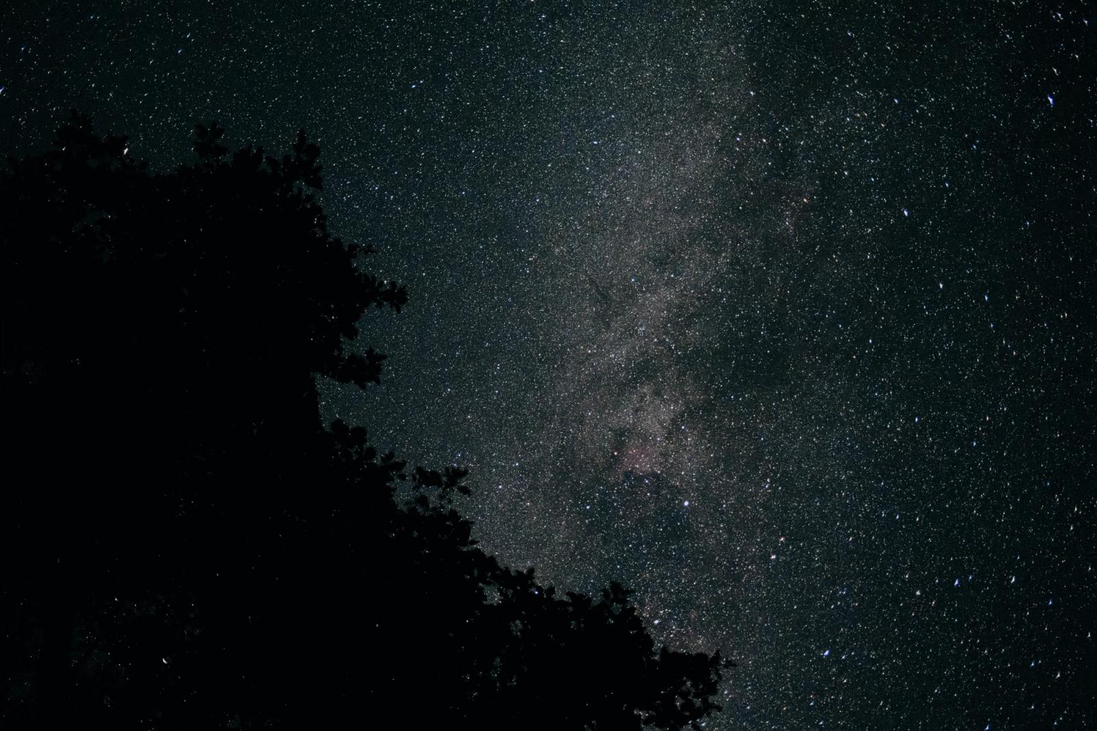 The dense band of the Milky Way rises through a star-filled night sky beside the black silhouette of a tree.