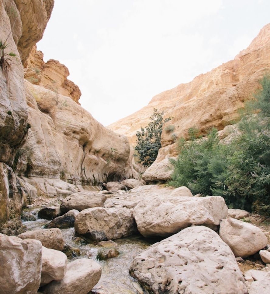 The modern land of Israel blossoming