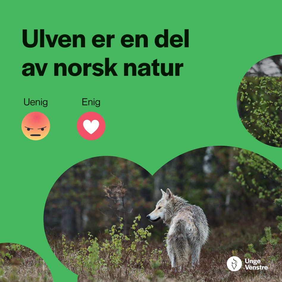 Sosiale medier post fra Unge Venstre: Ulven er den del av Norsk natur. Grafikk.
