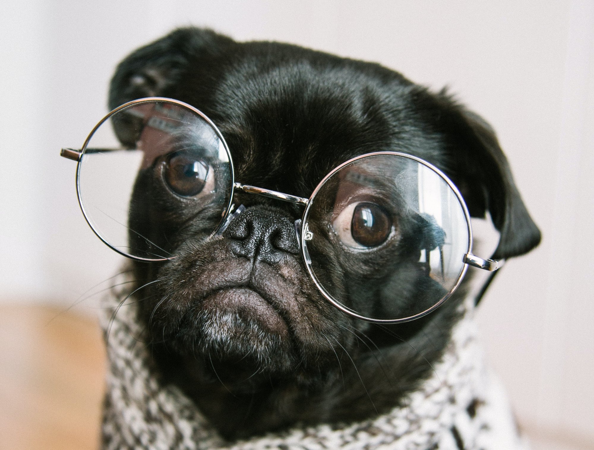Søt hund med briller. Foto