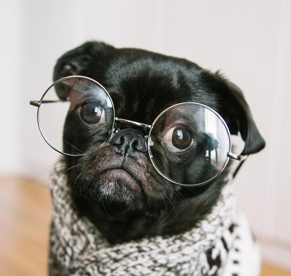Søt hund med briller. Foto