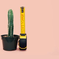 Kaktus som blir målt med målebånd. Foto.