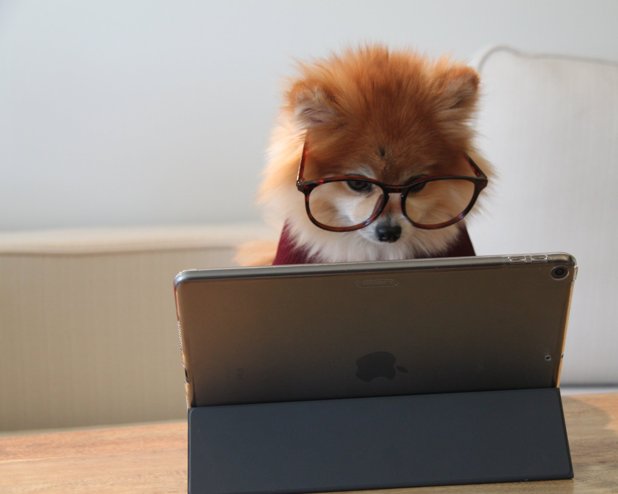Hund ser på ipad med briller
