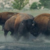 Buffalos som kjemper mot hverandre i kamp. Foto