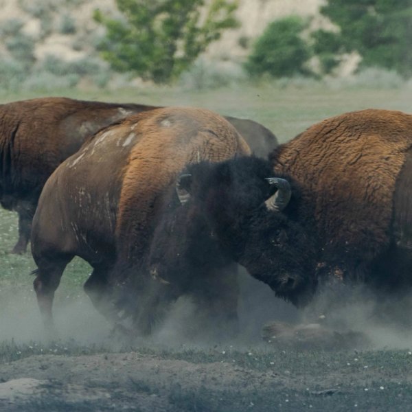 Buffalos som kjemper mot hverandre i kamp. Foto
