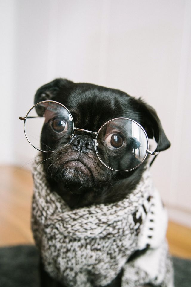 Søt hund med briller. Foto