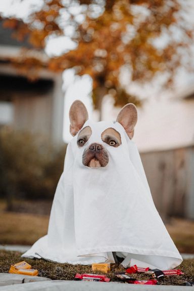 Hund i spøkelseskostyme med godteri strødd rundt seg. Foto