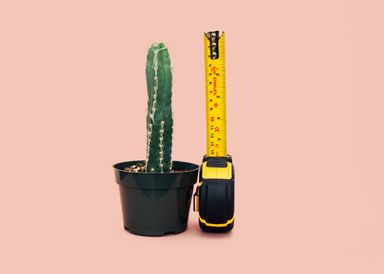 Kaktus som blir målt med målebånd. Foto. 