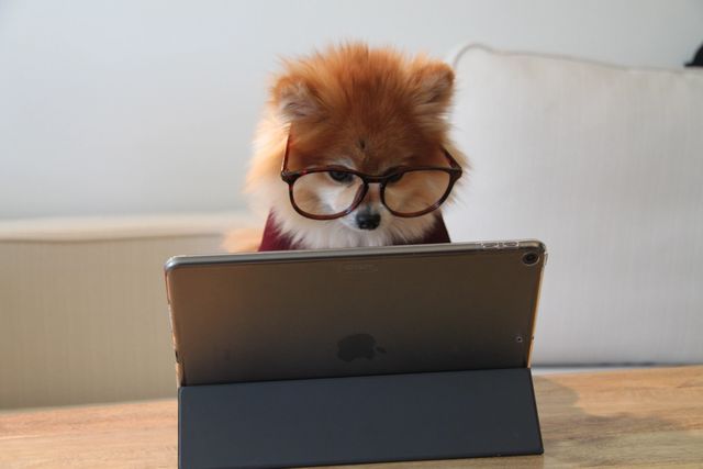 Hund ser på ipad med briller