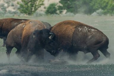 Buffalos som kjemper mot hverandre i kamp. Foto