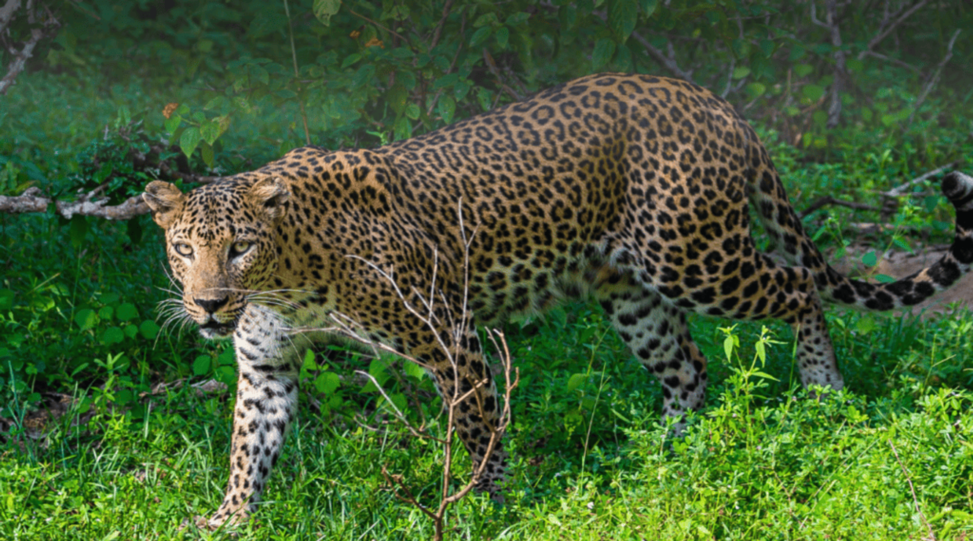 Nature’s Tapestry Expedition