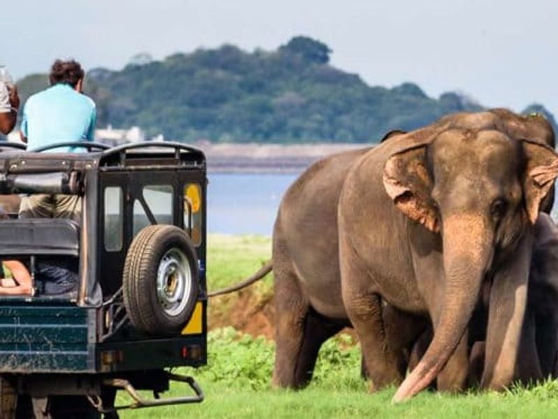 THE CALL OF THE WILD – A GUIDE FOR THE BEST WILDLIFE EXPERIENCES IN SRI LANKA