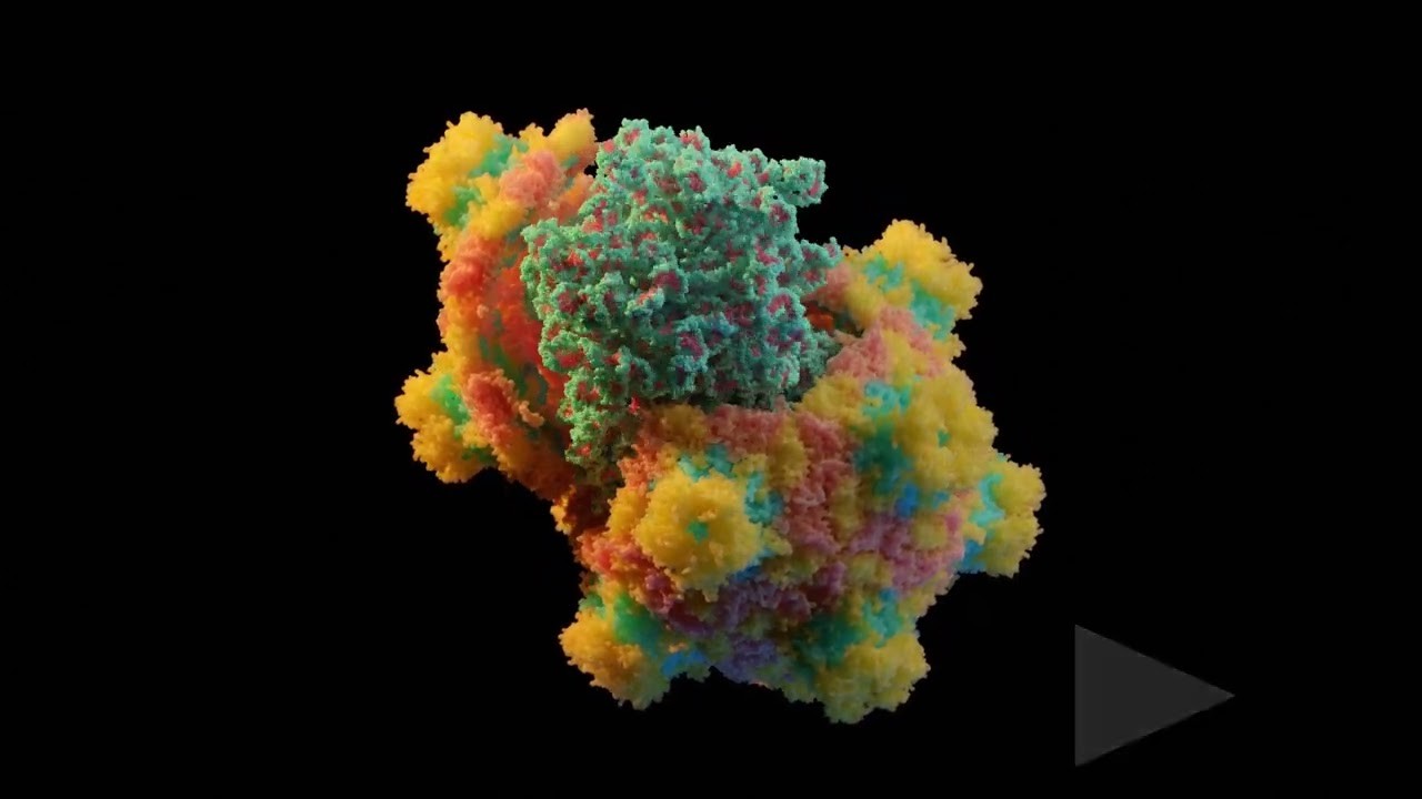 How a Virus Releases its Genome